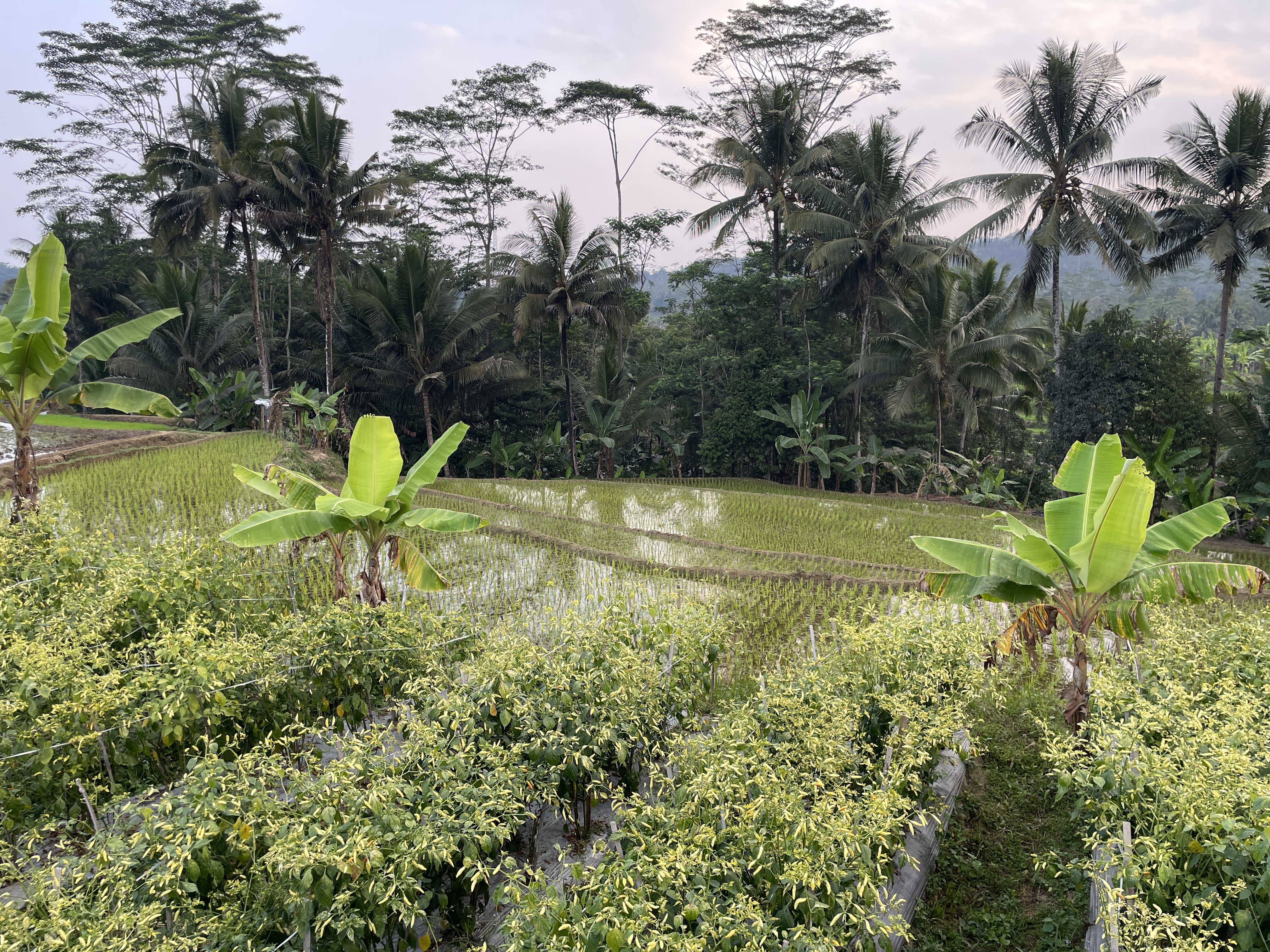 Pemandangan persawahan dan perbukitan hijau Desa Kapulogo saat matahari terbenam